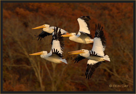 White Pelicans, (Pelecanus erythrorhynchos), Flying